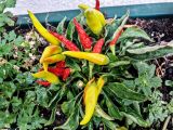 Capsicum annuum. Плодоносящее растение. Израиль, г. Бат-Ям, на клумбе, в культуре. 10.08.2016.