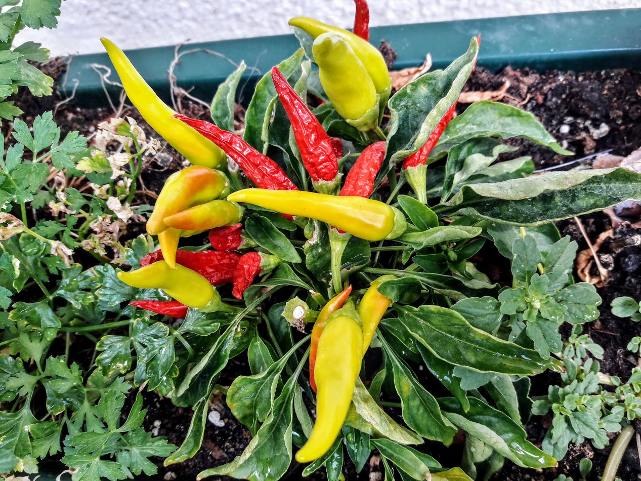 Изображение особи Capsicum annuum.