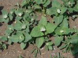Atriplex sagittata. Вегетирующие растения. Иркутск, газон, сорное. 10.06.2016.