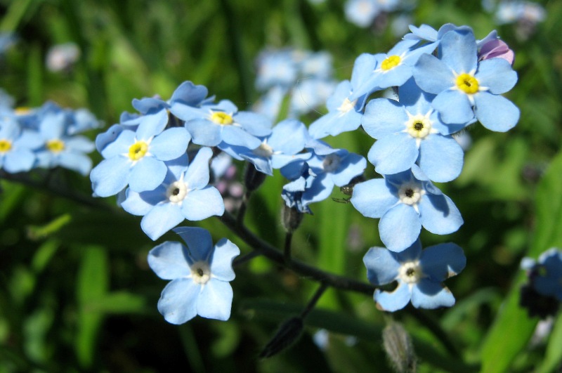 Image of Myosotis sylvatica specimen.