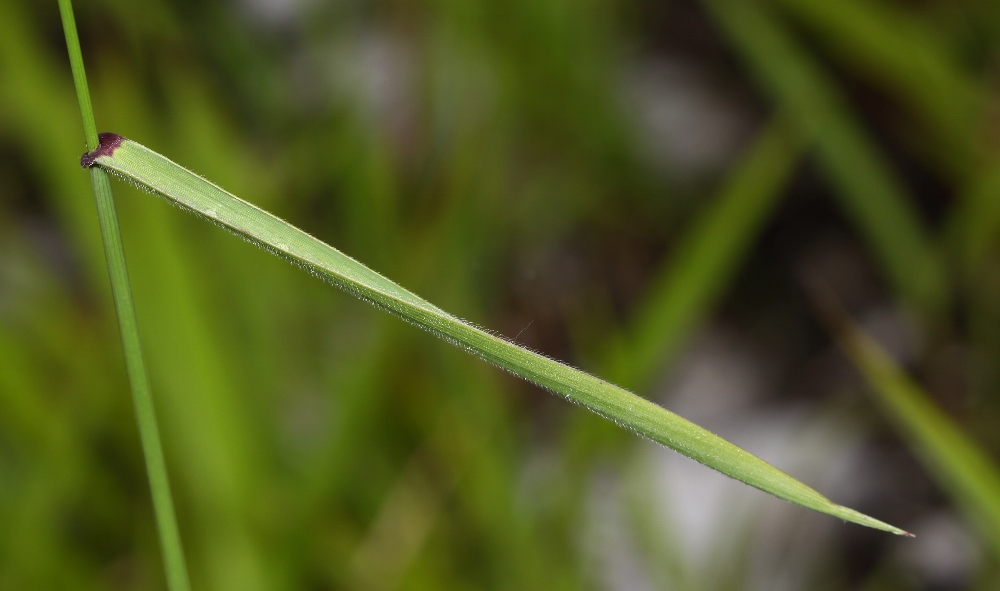 Изображение особи Elymus amurensis.