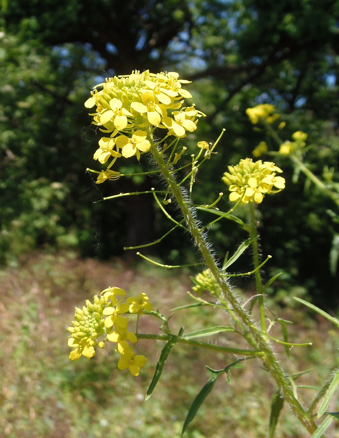 Image of Sisymbrium loeselii specimen.