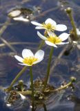 Ranunculus trichophyllus. Верхушка побега с цветками. Украина, г. Запорожье, о-в Хортица, южная часть острова, озеро. 11.06.2016.