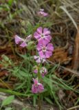 Lychnis ajanensis