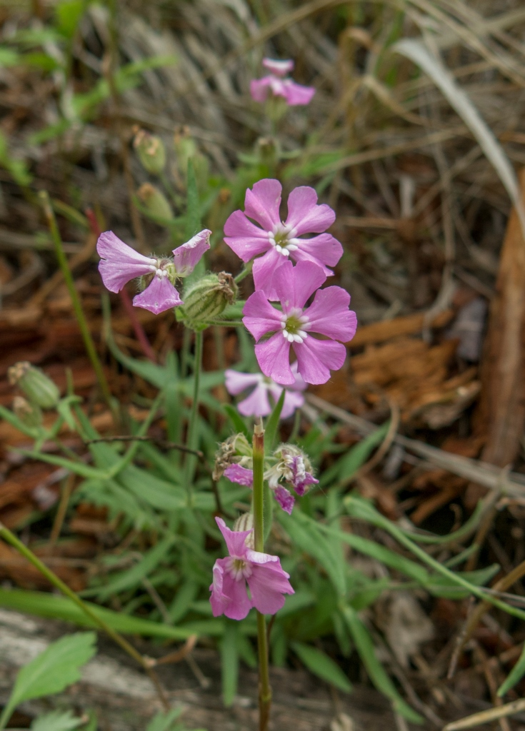 Изображение особи Lychnis ajanensis.