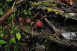 Ficus uncinata. Лежащие на земле ветви с соцветиями (сикониями). Малайзия, остров Борнео, провинция Сабах, склон горы Трас-Мади, тропа в джунглях, тропический дождевой лес. 23 февраля 2013 г.