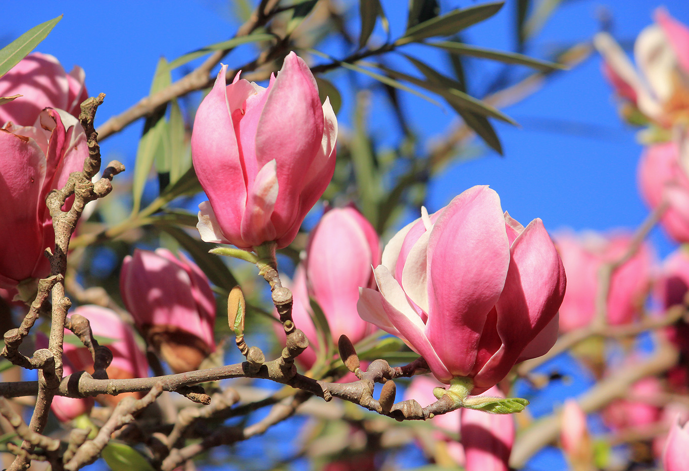 Image of Magnolia &times; soulangeana specimen.