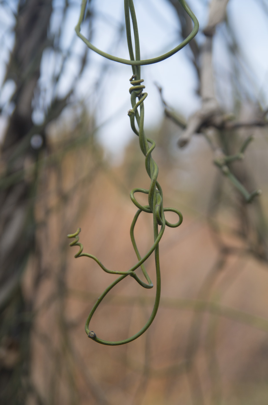 Image of genus Aristolochia specimen.