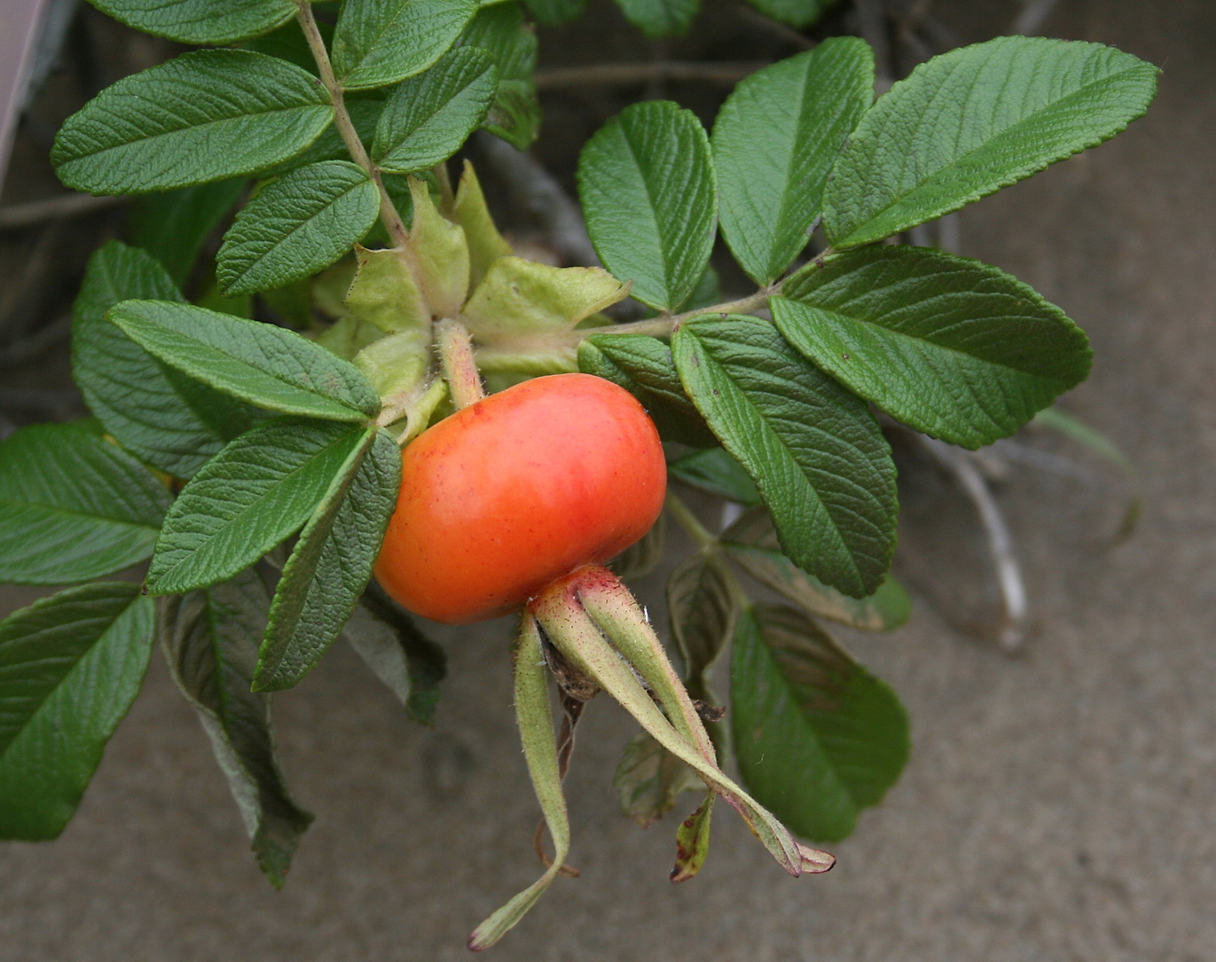 Image of Rosa rugosa specimen.