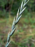 Elytrigia repens. Часть нераспустившегося соцветия. Амурская обл., Бурейский р-н, окр. с. Виноградовка, опушка дубового леса. 17.07.2016.