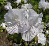 Rhododendron sichotense. Цветки (белоцветковая форма). Приморский край, г. Владивосток, Ботанический сад-институт ДВО РАН. 06.05.2009.