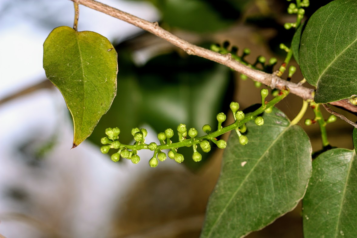 Изображение особи Lauro-cerasus ilicifolia.