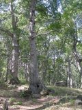 Nothofagus obliqua