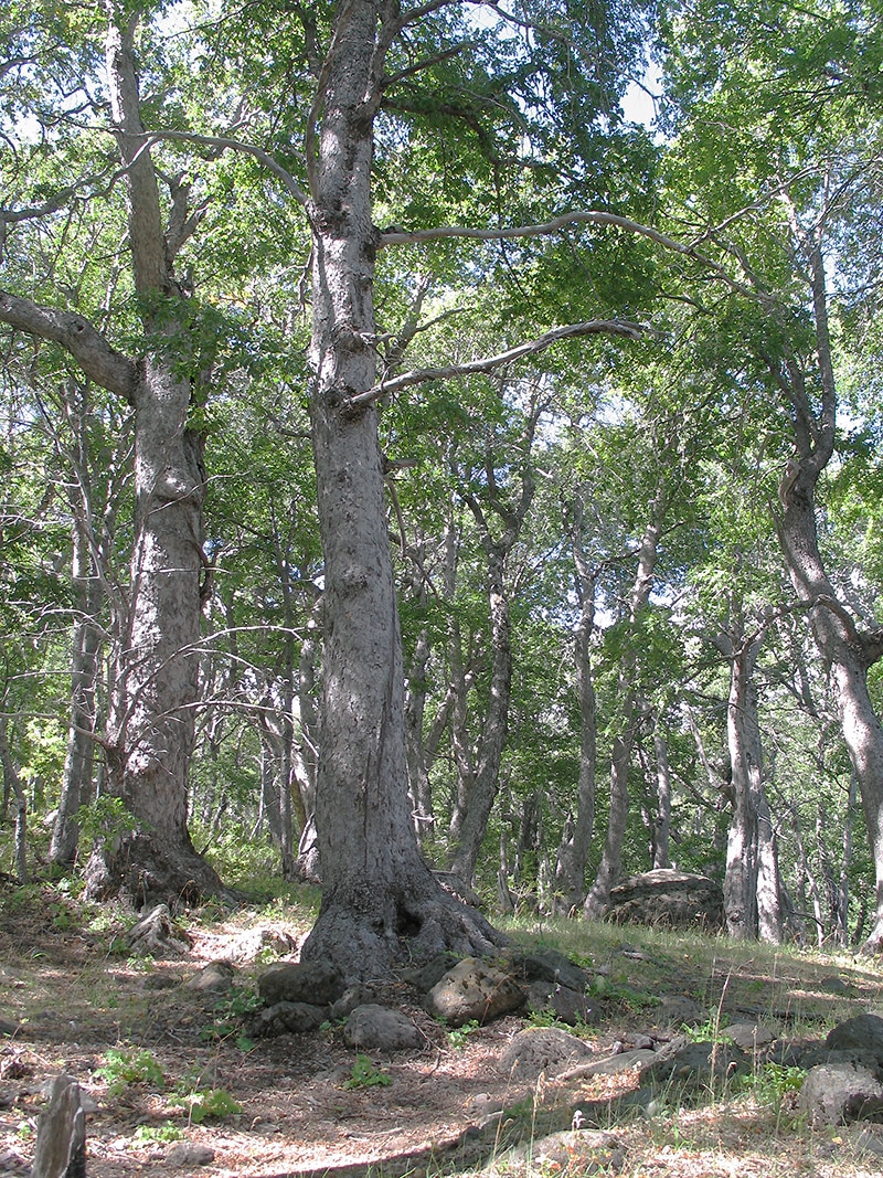 Изображение особи Nothofagus obliqua.