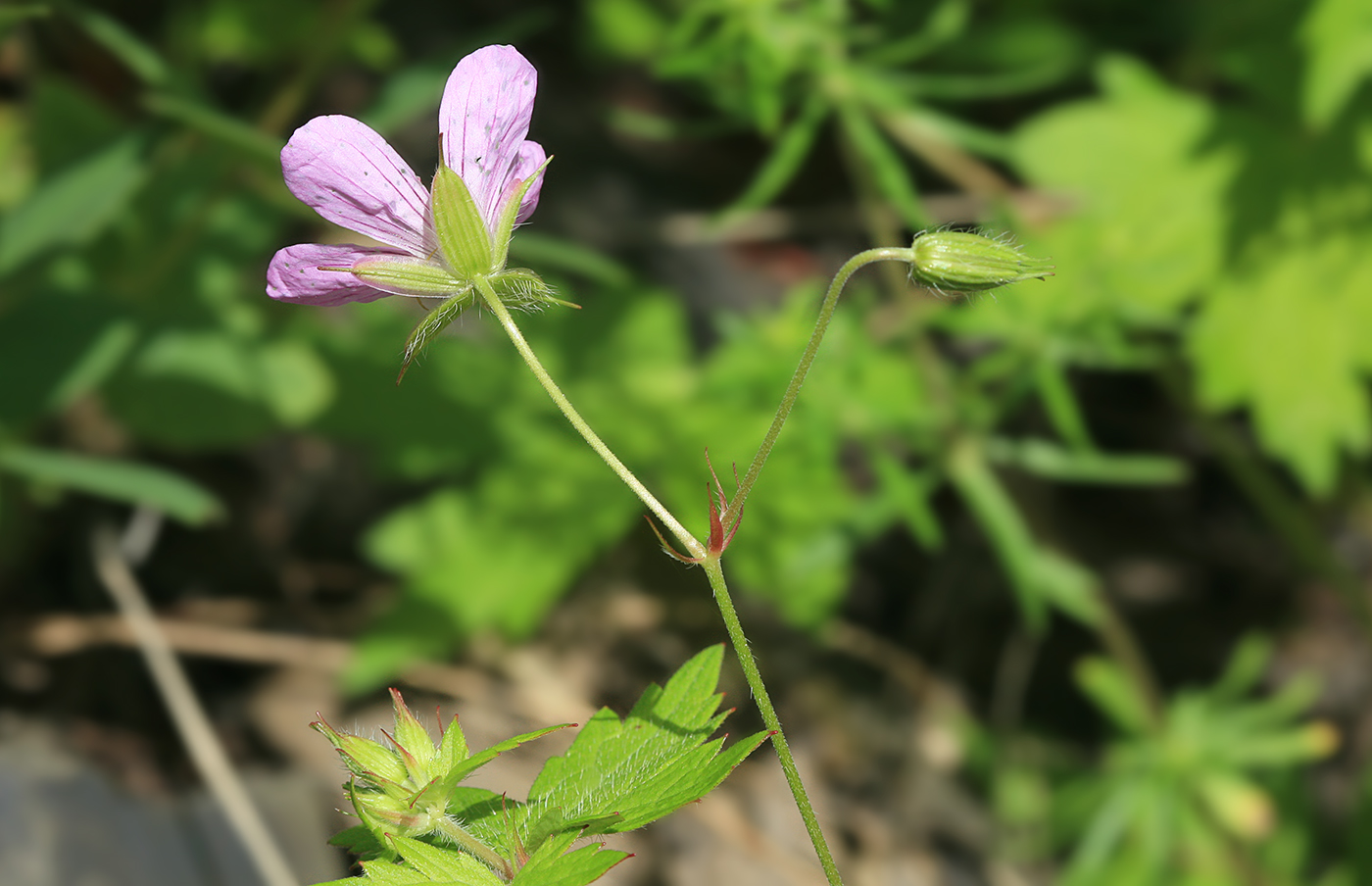 Изображение особи Geranium maximowiczii.