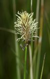 Eriophorum russeolum