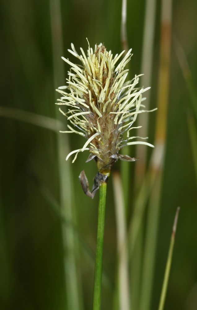 Изображение особи Eriophorum russeolum.