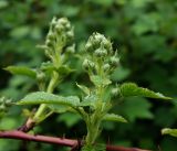 Rubus allegheniensis