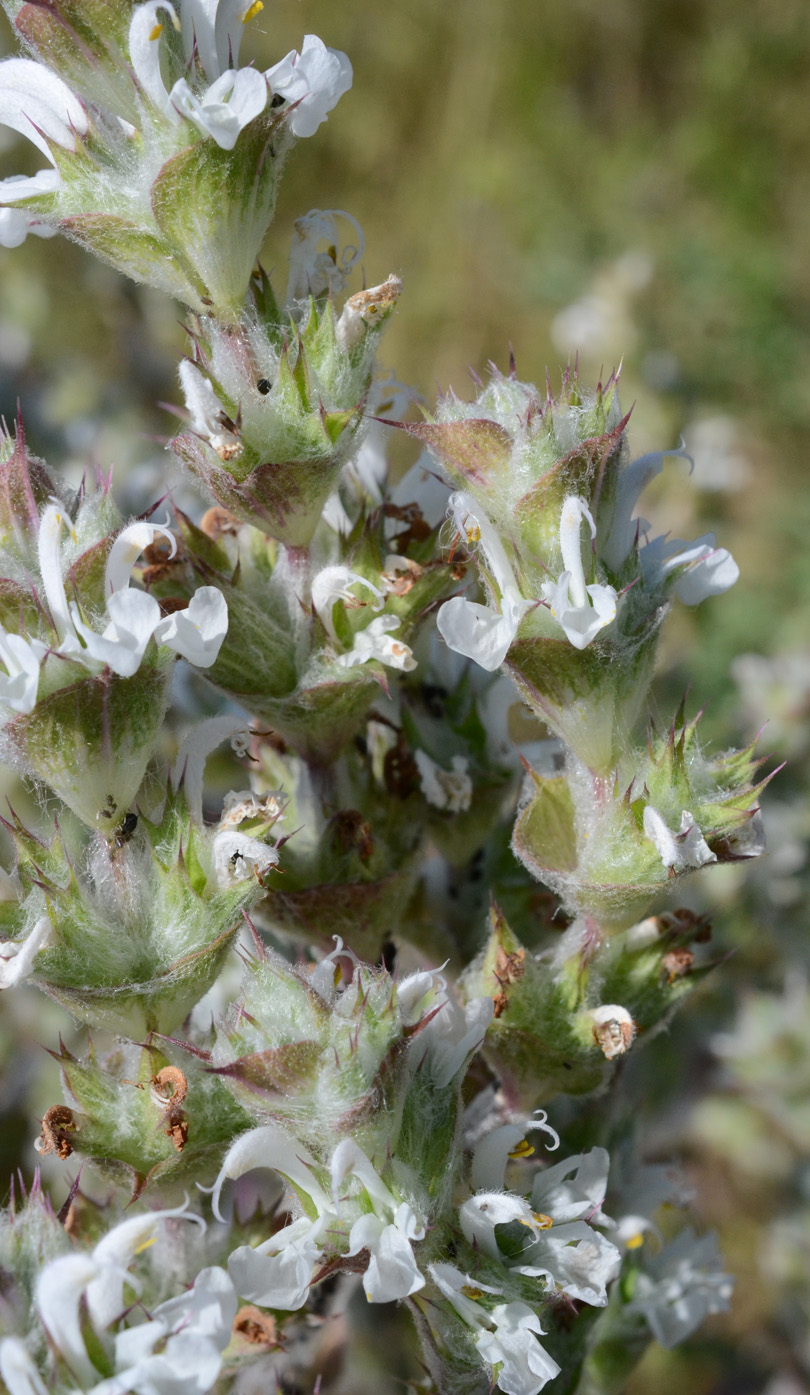 Изображение особи Salvia aethiopis.