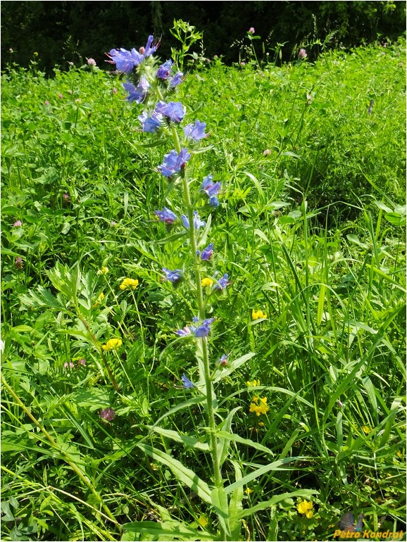 Изображение особи Echium vulgare.