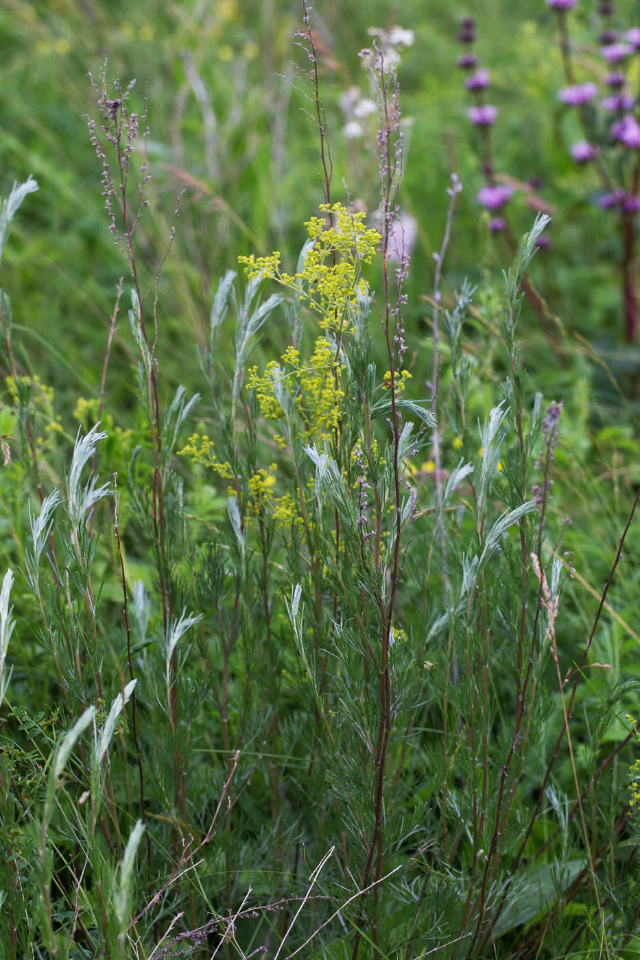 Изображение особи Artemisia marschalliana.