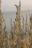 Bassia prostrata. Верхушка ветви зацветающего растения. Краснодарский край, Темрюкский р-н, окр. пос. Кучугуры, на вершине берегового глинистого склона. 07.07.2017.