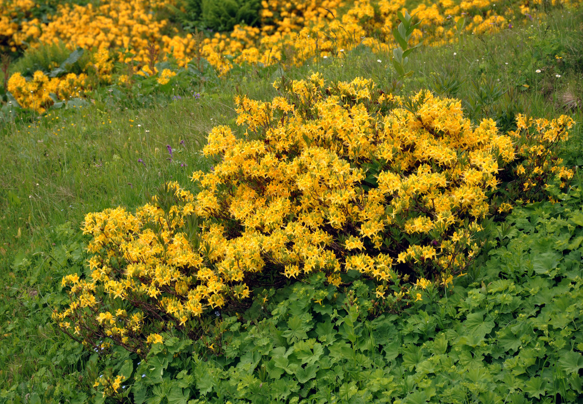 Image of Rhododendron luteum specimen.