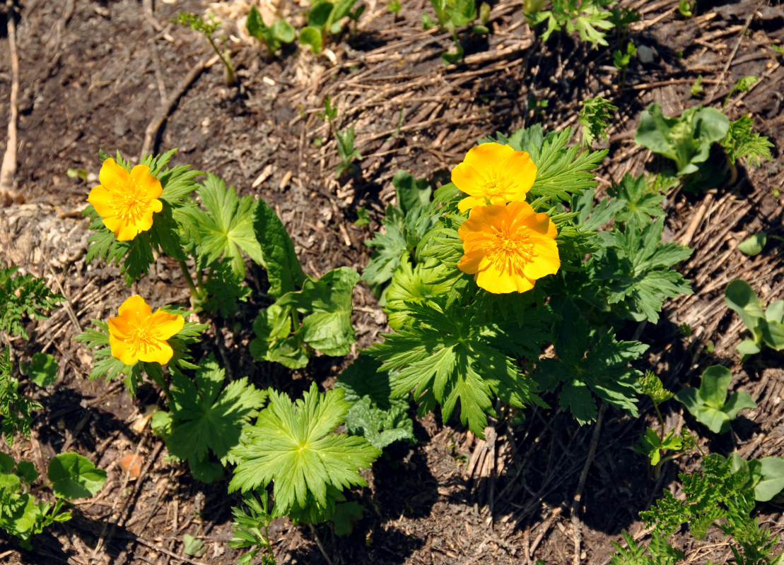 Изображение особи Trollius ranunculinus.