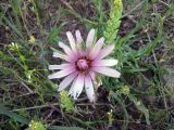 Tragopogon ruber