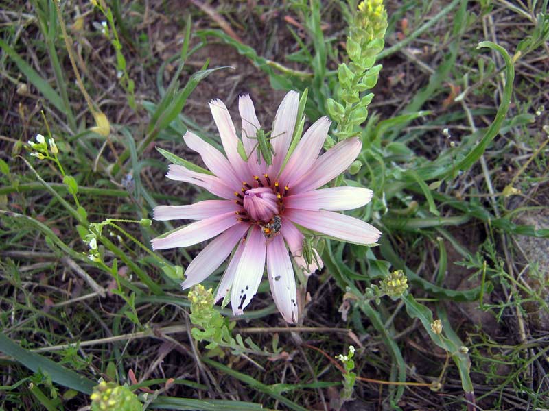 Image of Tragopogon ruber specimen.