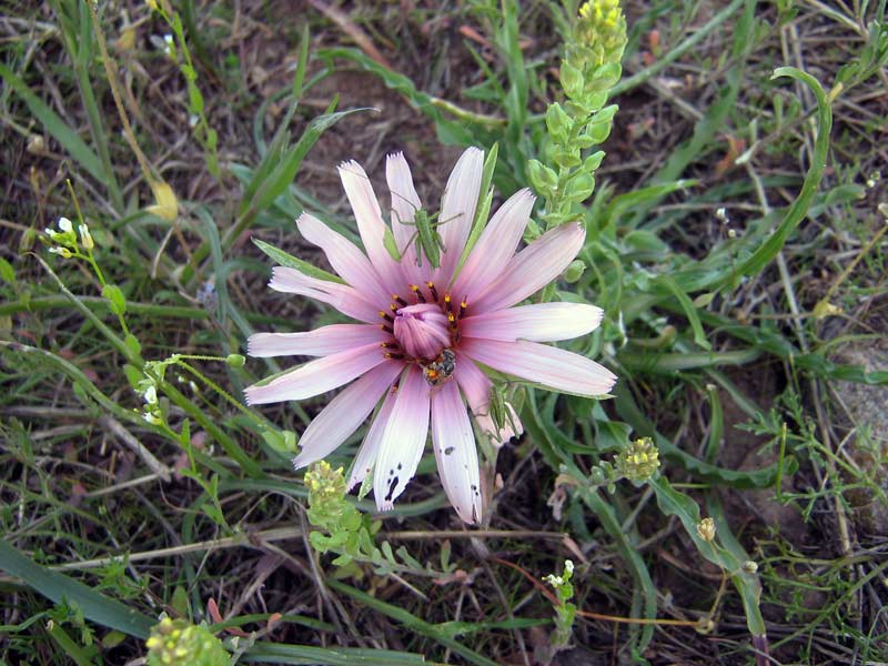 Изображение особи Tragopogon ruber.