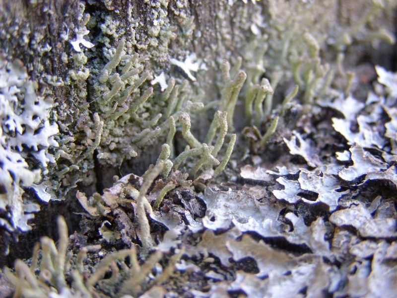 Image of genus Cladonia specimen.