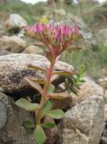 Sedum spurium