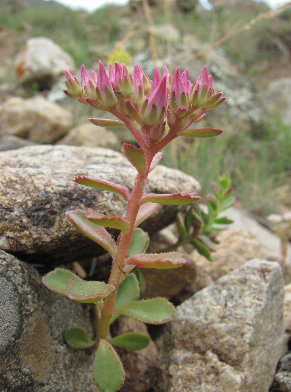 Изображение особи Sedum spurium.