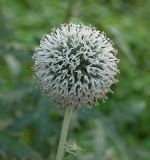 Echinops exaltatus