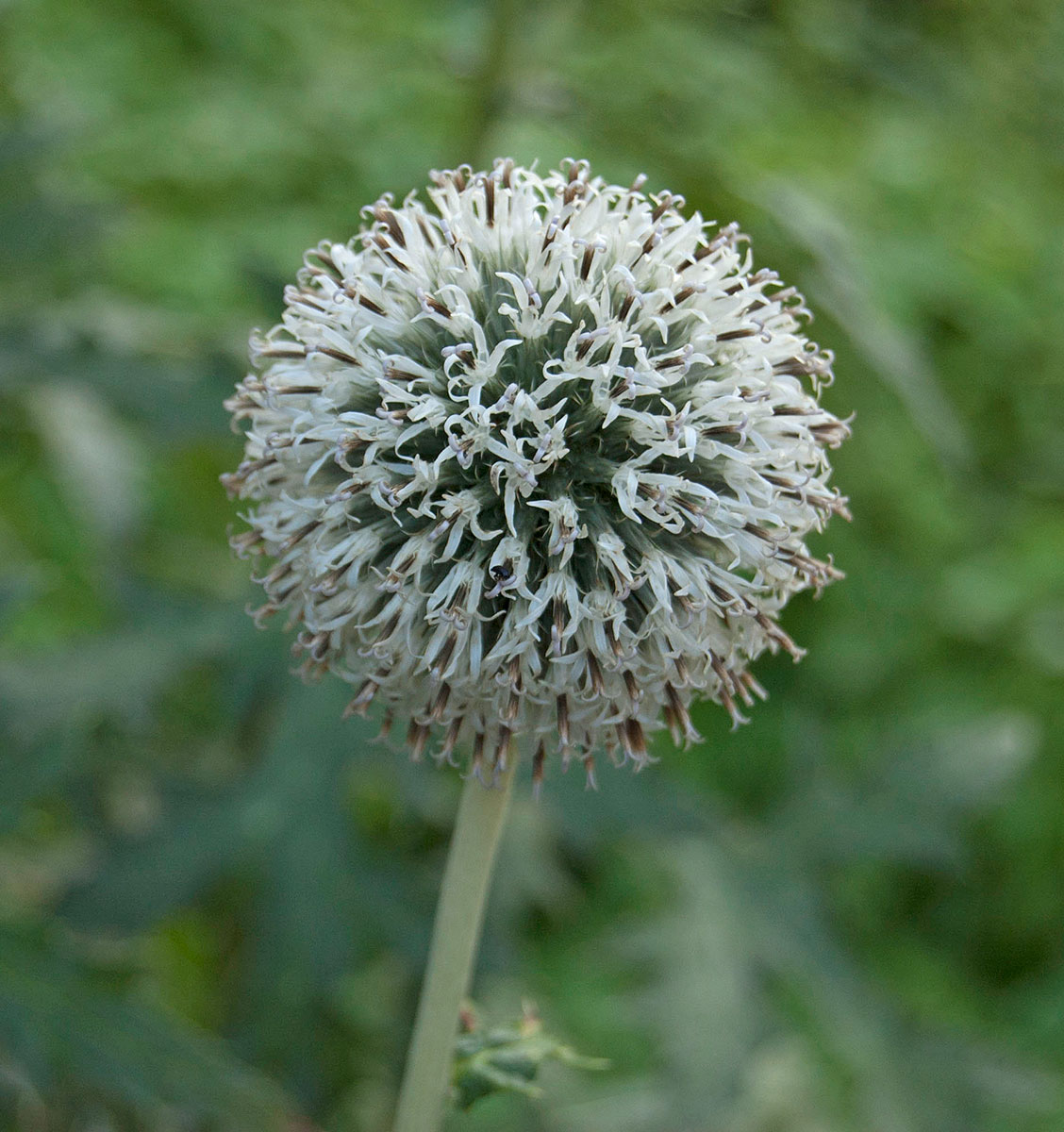 Image of Echinops exaltatus specimen.