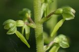 Listera ovata