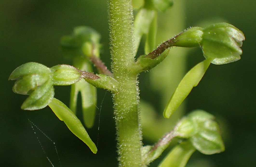 Изображение особи Listera ovata.