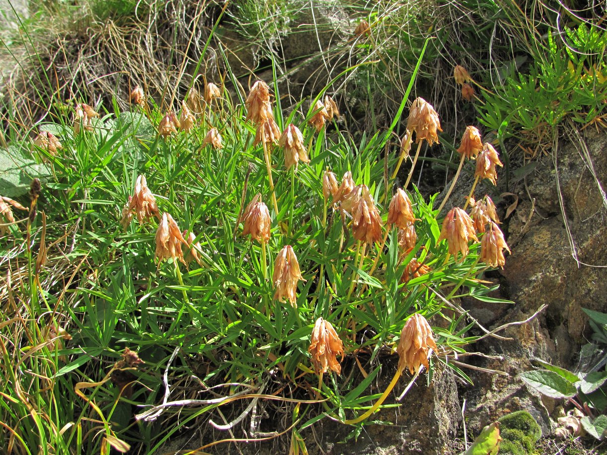 Изображение особи Trifolium polyphyllum.