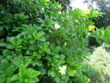 Brunfelsia americana