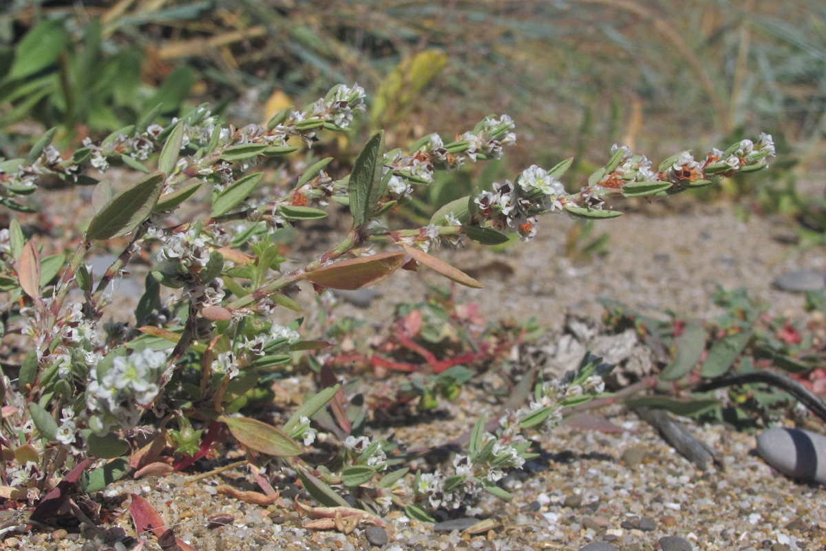 Изображение особи Polygonum maritimum.