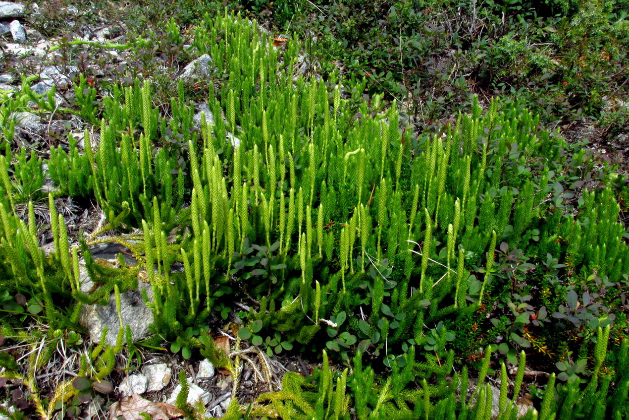 Изображение особи Lycopodium lagopus.