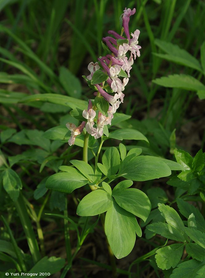 Image of Corydalis marschalliana specimen.