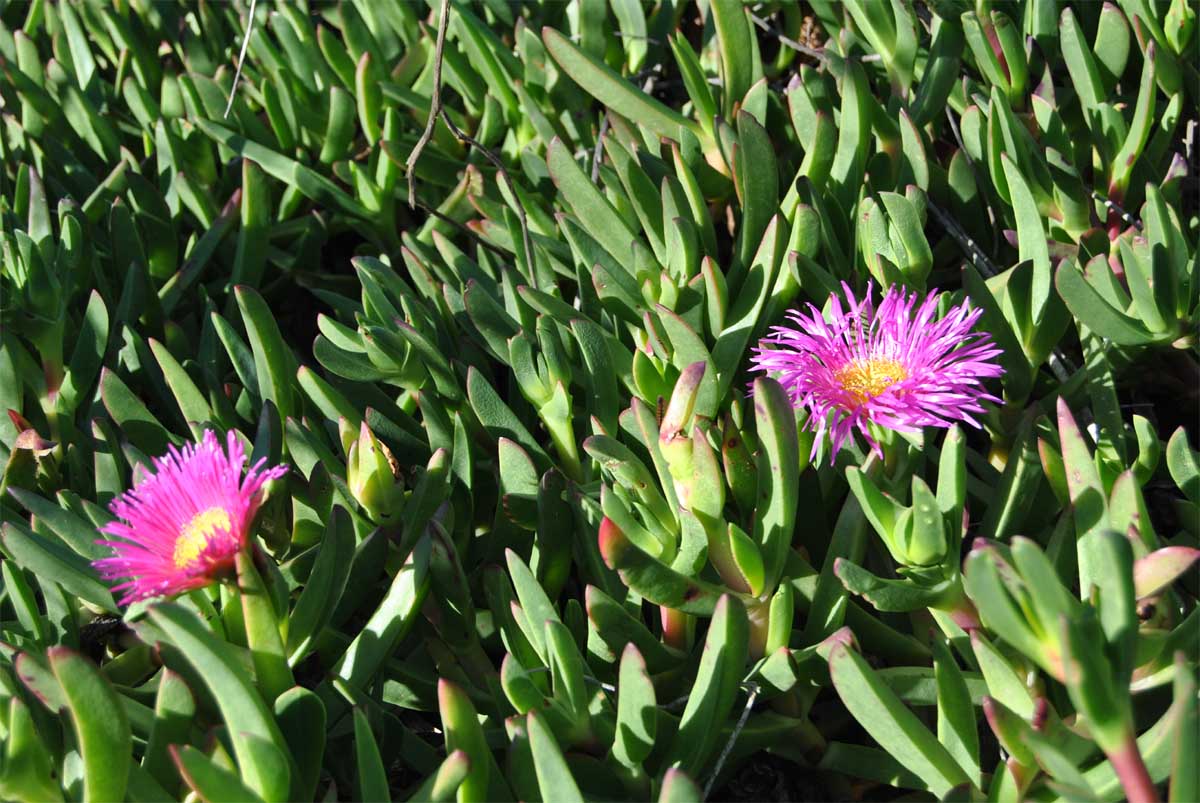 Image of Carpobrotus edulis specimen.