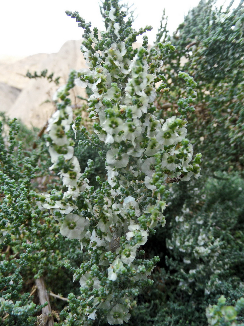 Image of Salsola dendroides specimen.