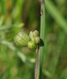 Sisyrinchium septentrionale