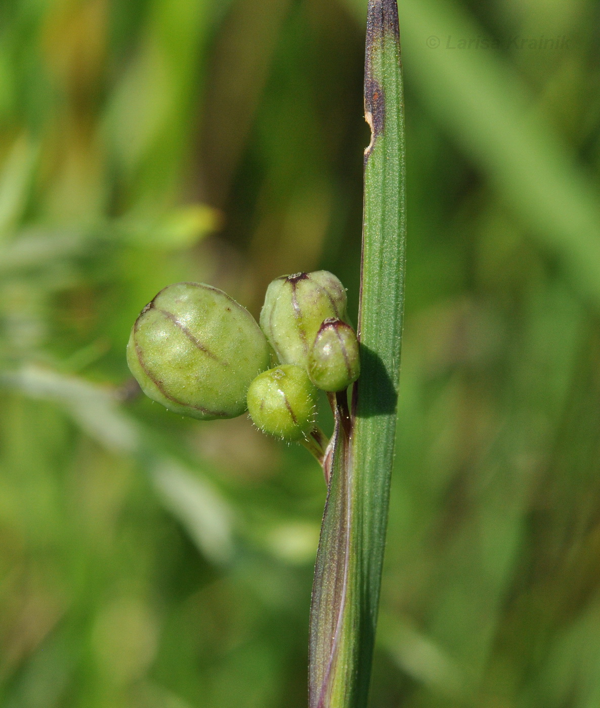 Image of Sisyrinchium septentrionale specimen.