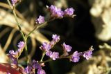 genus Limonium