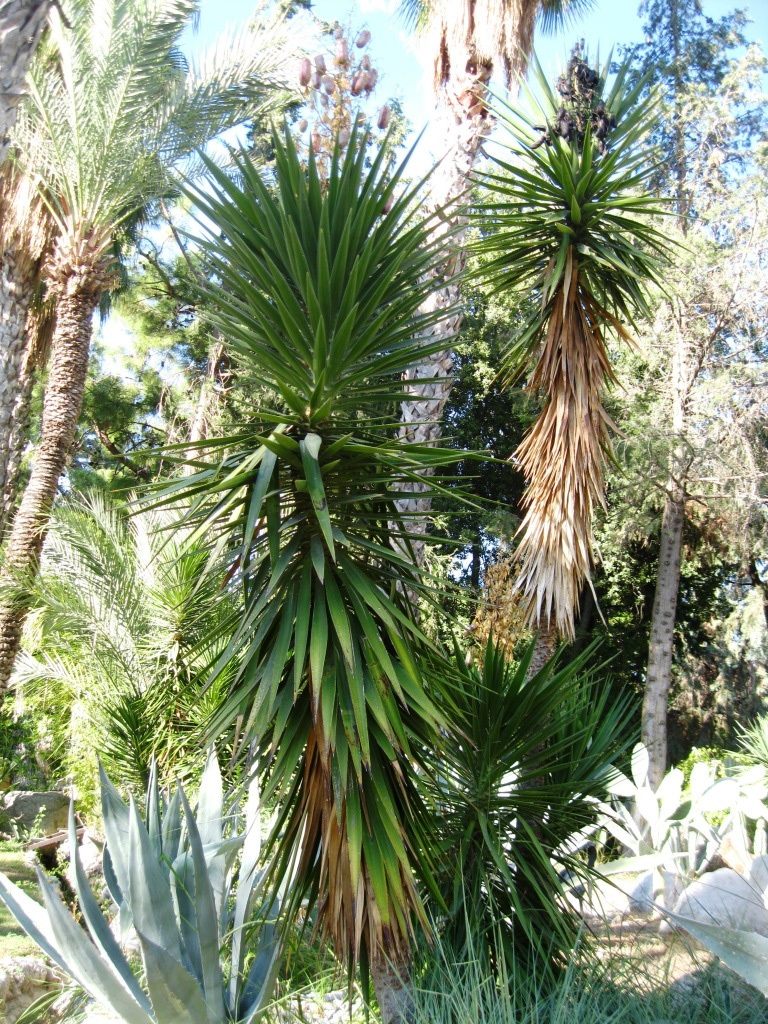 Изображение особи род Yucca.