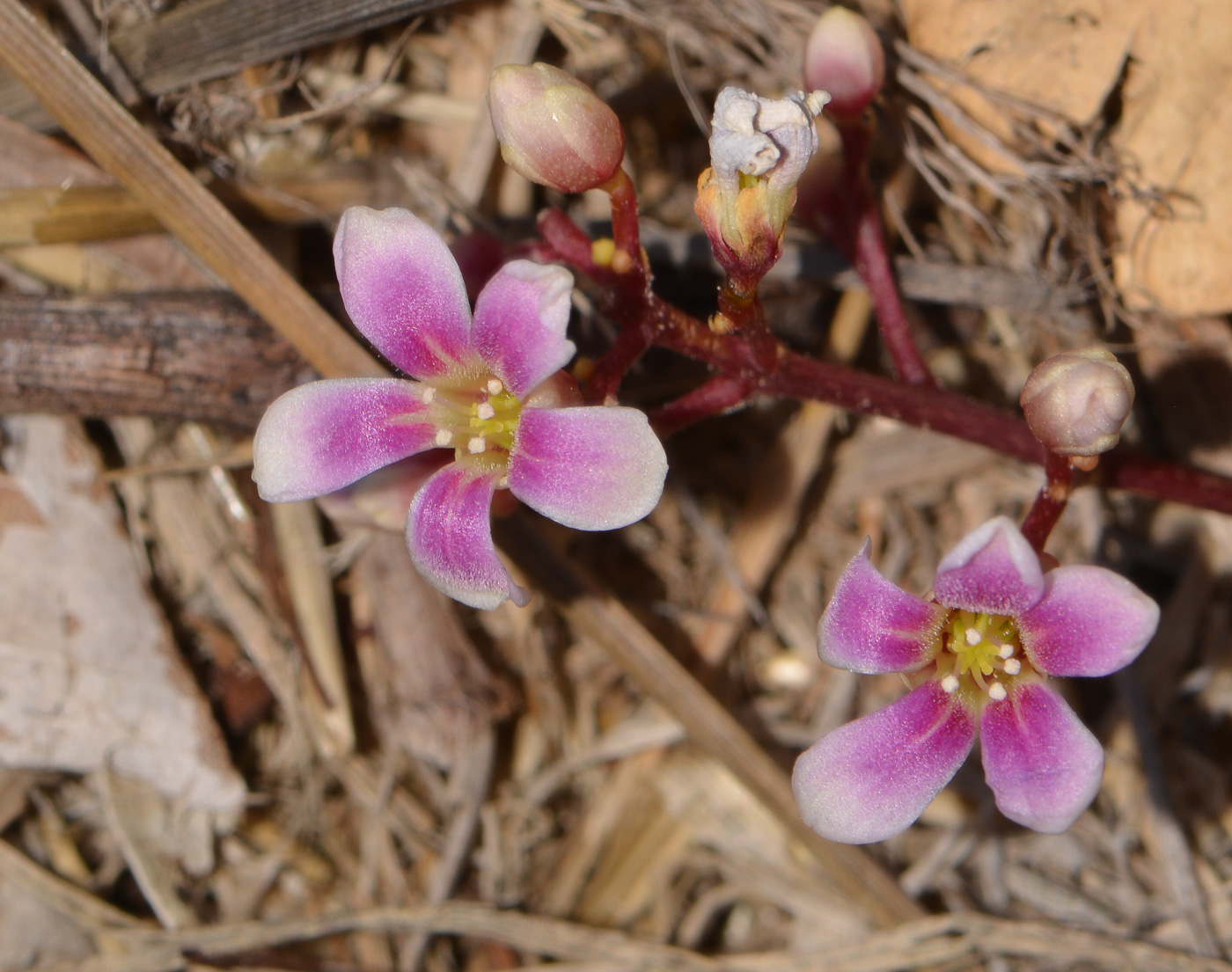 Image of Averrhoa carambola specimen.